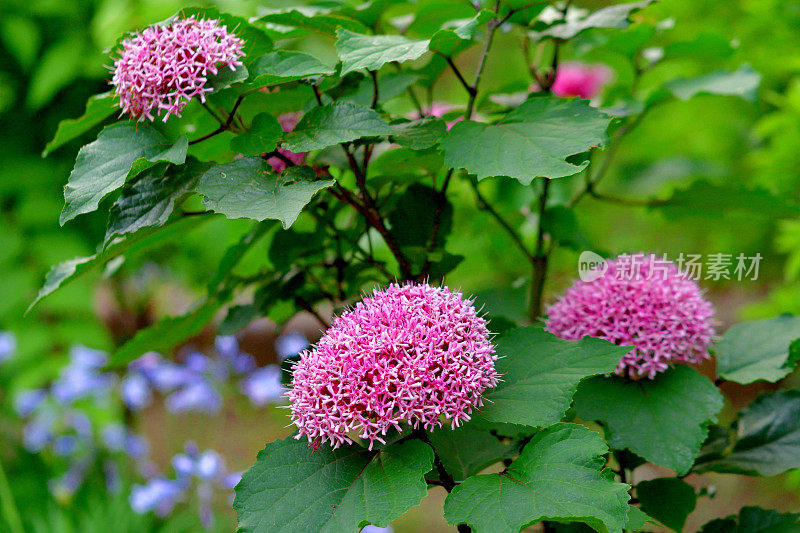 蔷薇/蔷薇:大簇的花